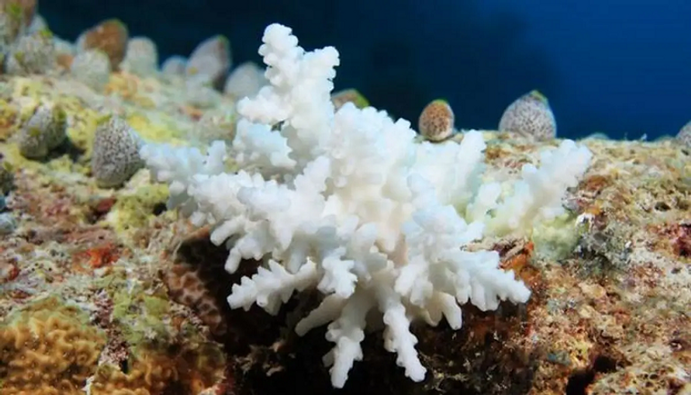 ظاهرة ابيضاض المرجان