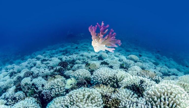 ظاهرة ابيضاض المرجان