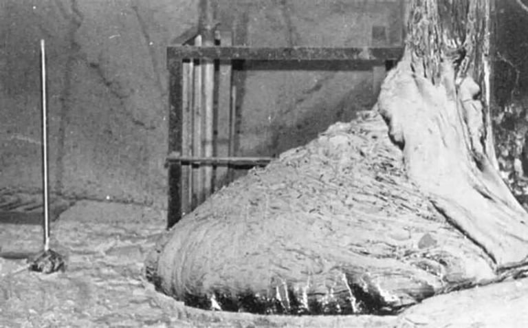 قدم الفيل في مفاعل تشيرنوبل