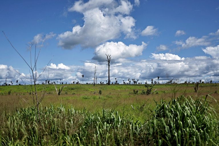 مرعى في منطقة أزيلت منها الغابات في البرازيل - رويترز