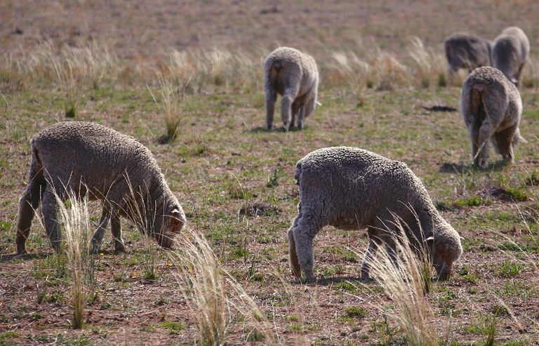 خيوط من الصوف