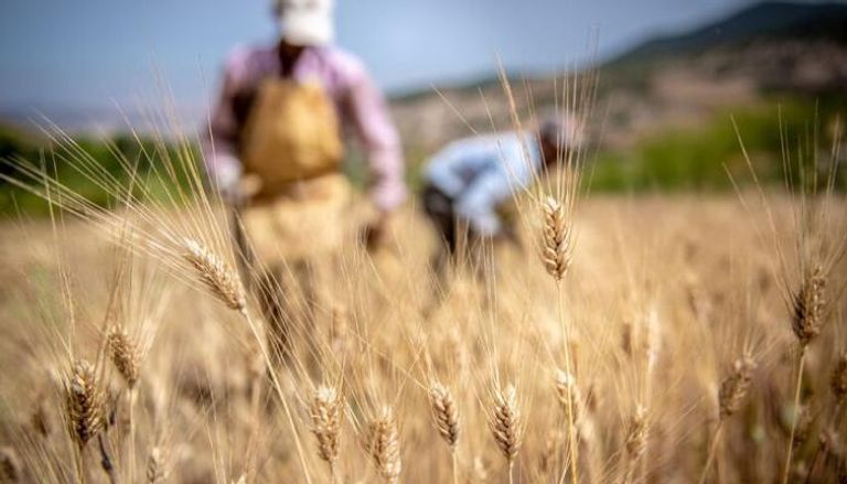 حصاد ضعيف للحبوب في المغرب