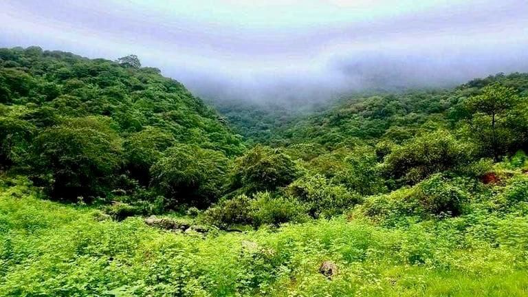 حرب الحوثي تطال التنوع البيولوجي في اليمن 