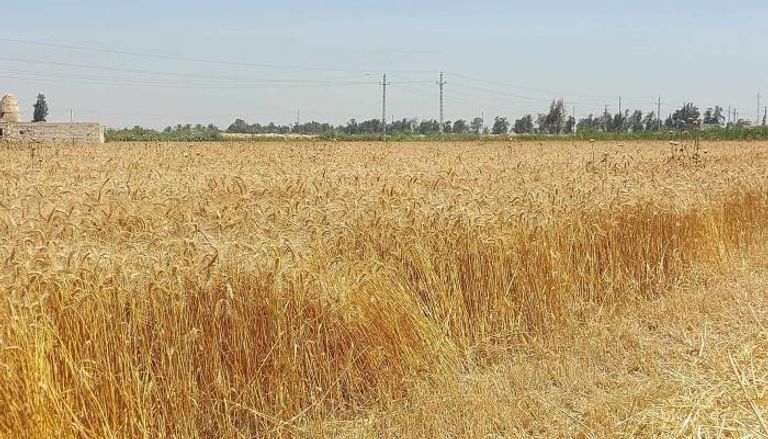 زراعة القمح في مصر