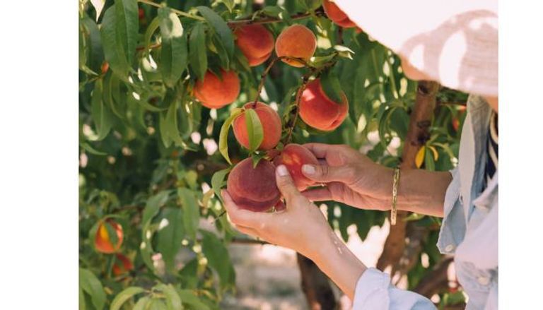 فواكه الصيف الفواكه الصيفية