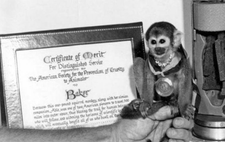 جانب من التجهيز لأول رحلة فضائية ناجحة للقرود قبل 65 عاما