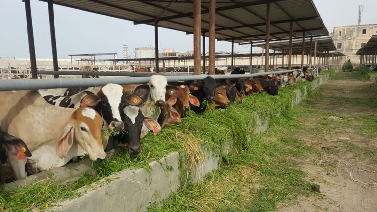 نصائح لشراء الأضحية أسعار الأضاحي 2024 في مصر