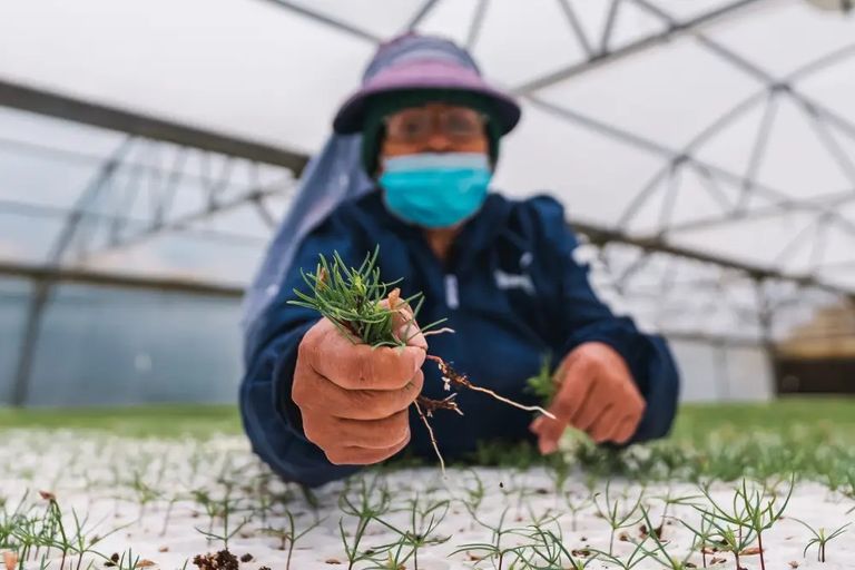 تشجير الغابات تشجير الغابات