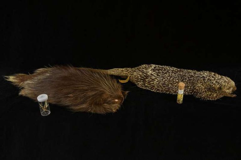 الحفرية المكتشفة ساعدت في سد فجوة زمنية كبيرة