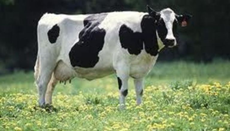 الصين ترفع الحظر على استيراد لحوم الأبقار 