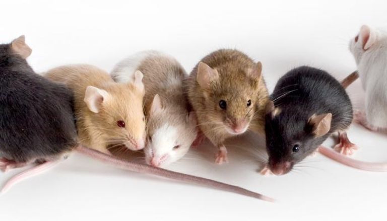 الفئران الجديدة أقرب جينيا للبشر