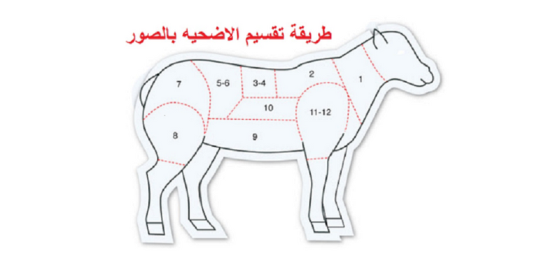 شروط الأضحية وتقسيمها كل ما يخص شروط الأضحية وذبحها وتقسيمها