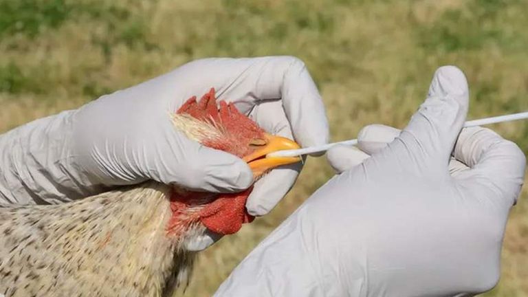 اكتشاف سلالة إنفلونزا الطيور شديدة العدوى في أستراليا - أرشيفية