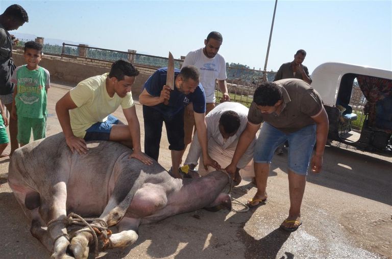 نصائح الذبح الآمن طريقة ذبح الأضحية
