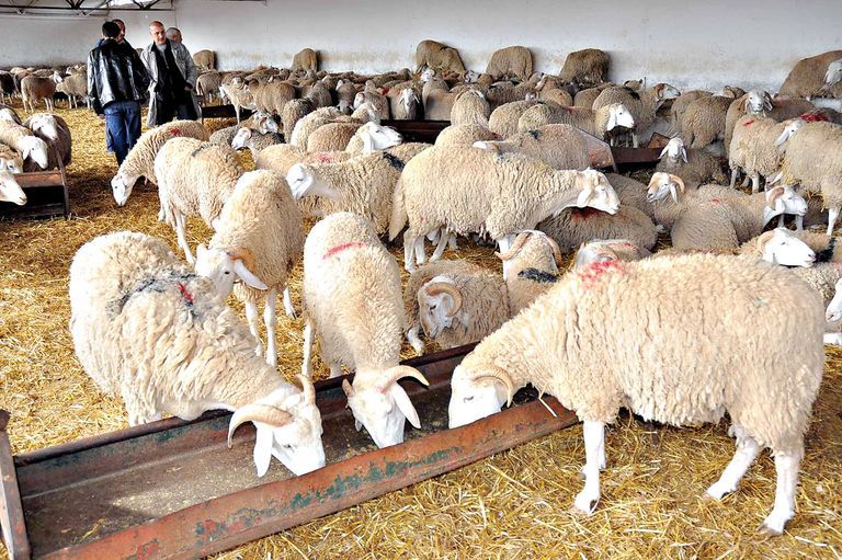 طريقة ذبح الأضحية