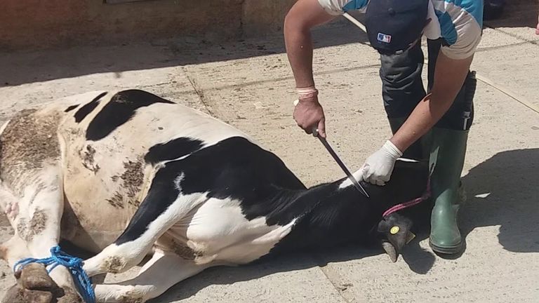 طريقة ذبح الأضحية طريقة ذبح الأضحية