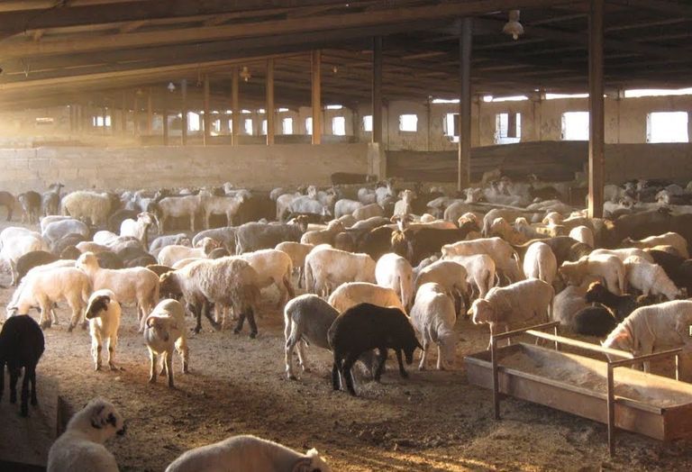 طريقة ذبح الأضحية طريقة ذبح الأضحية