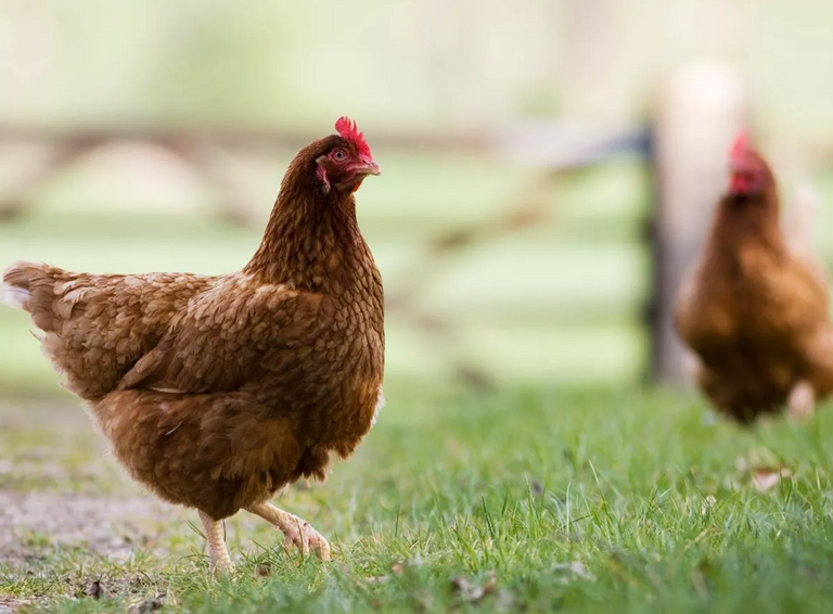 المكسيك تسجل أول إصابة بشرية بسلالة H5N2 من إنفلونزا الطيور