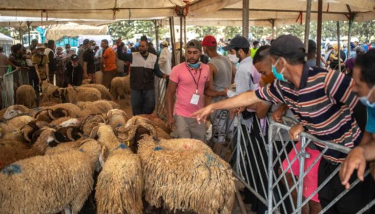 الأضاحي في المغرب