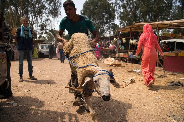 الأضاحي في المغرب
