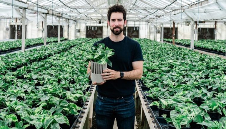 نبتة «نيو بي إكس»