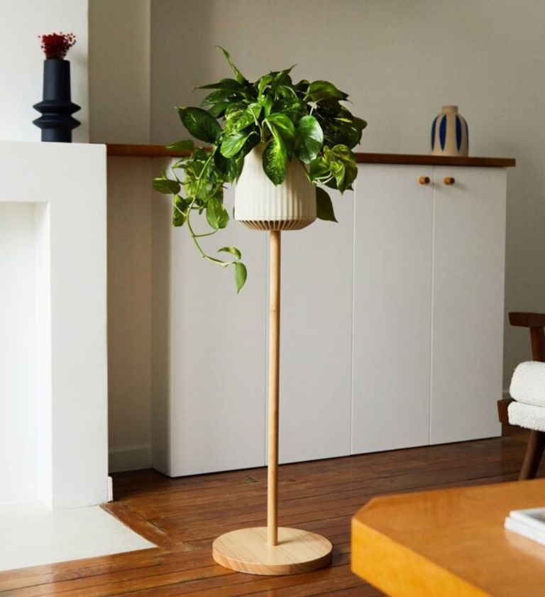 نبتة «نيو بي إكس»