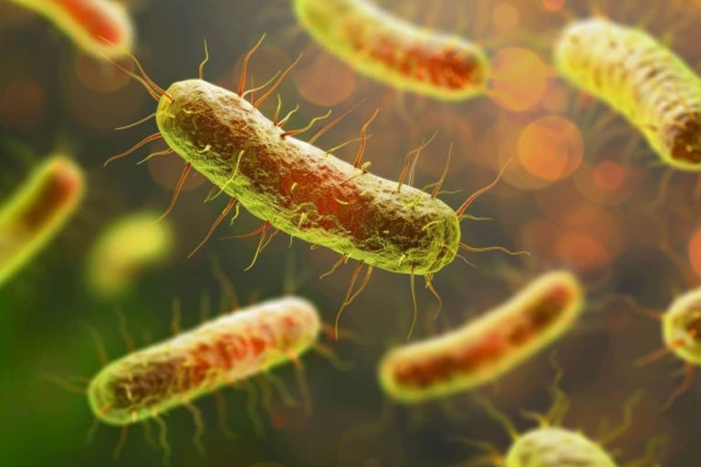 بكتيريا البارتونيلا شكوك حول علاقة بكتيريا البارتونيلا التي تنقلها القطط في مرض الفصام