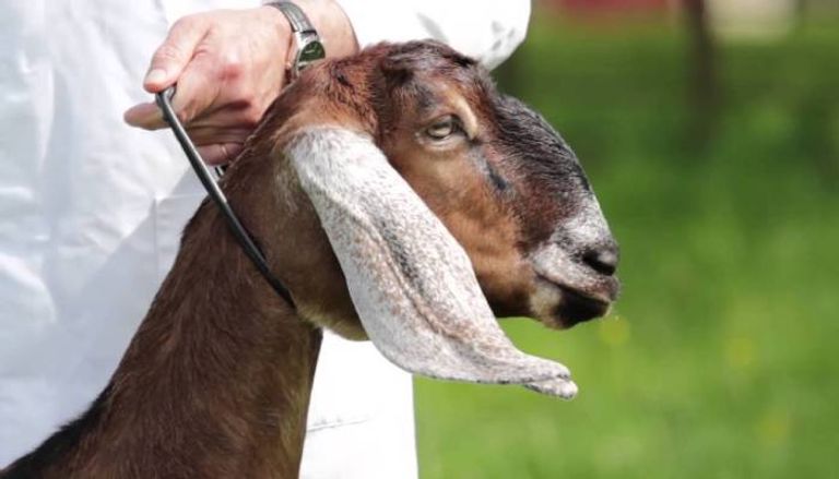 ترك الأضحية مع القدرة  حكم ترك الأضحية مع القدرة- أرشيفية