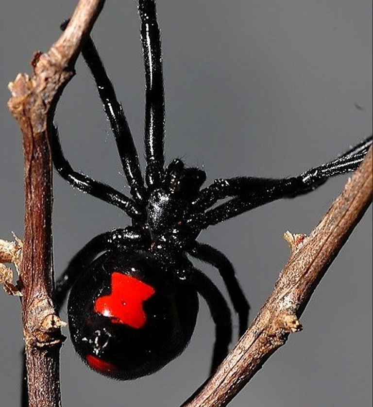 عناكب الأرملة السوداء
