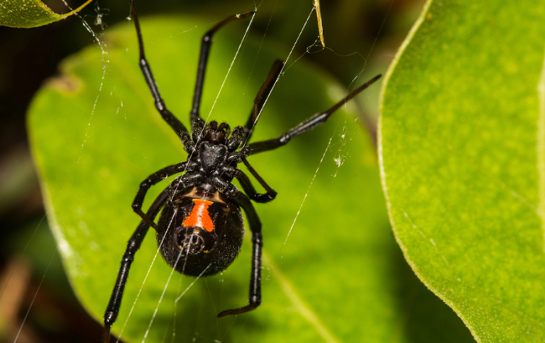 عناكب الأرملة السوداء