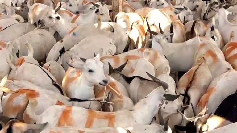 الأضاحي في اليمن