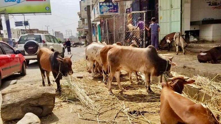 الأضاحي في اليمن