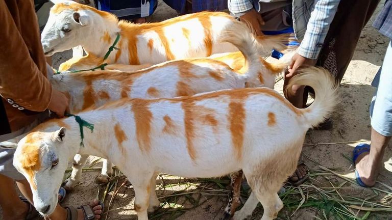 الأضاحي في اليمن