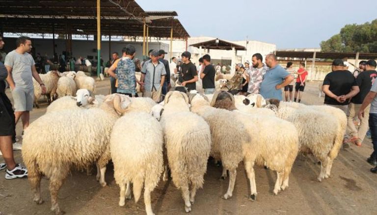 أضاحي العيد في تونس