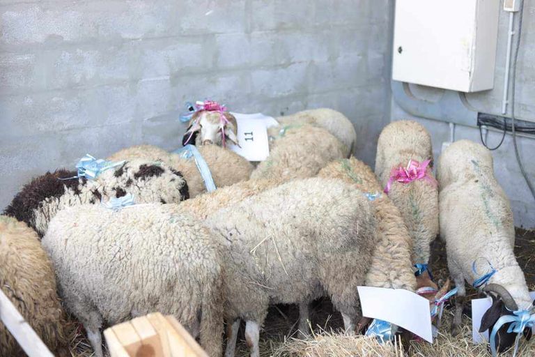 العيد في تونس