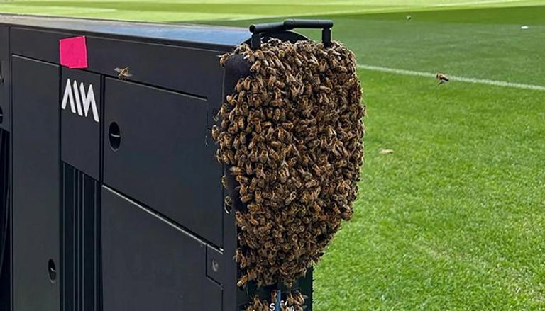 النحل في ملعب شتوتغارت