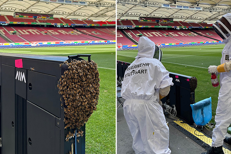 تعامل رجال الإطفاء مع النحل النحل في ملعب شتوتغارت