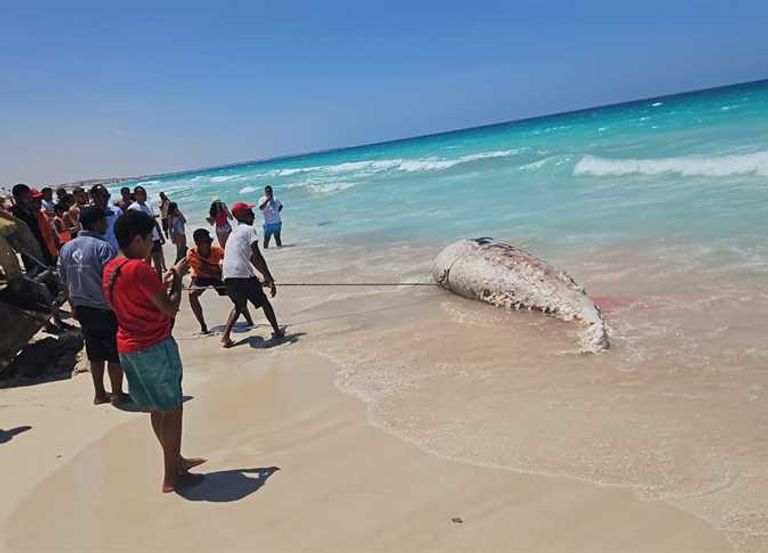 الساحل الشمالي في مصر - أرشيفية