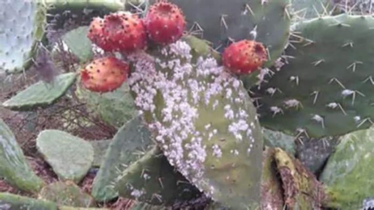 التين الشوكي