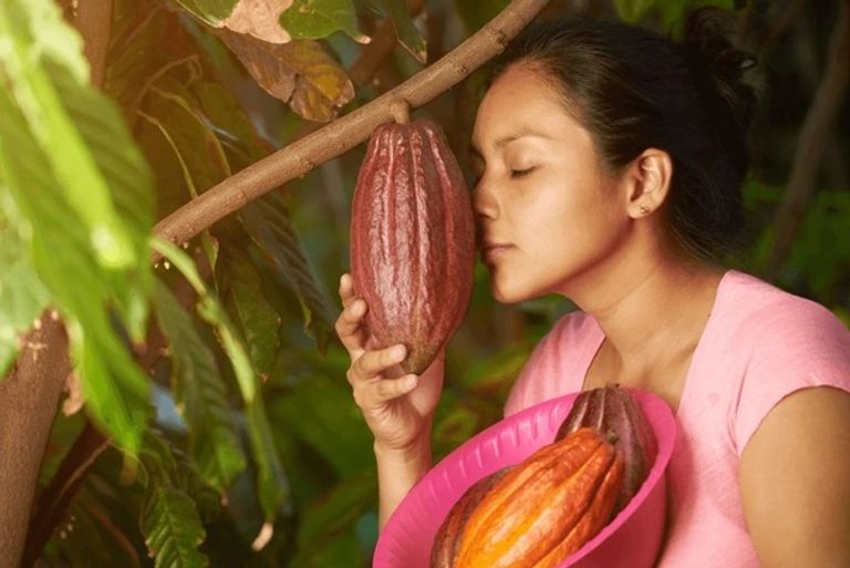 زراعة الكاكاو صناعة الشوكولاتة