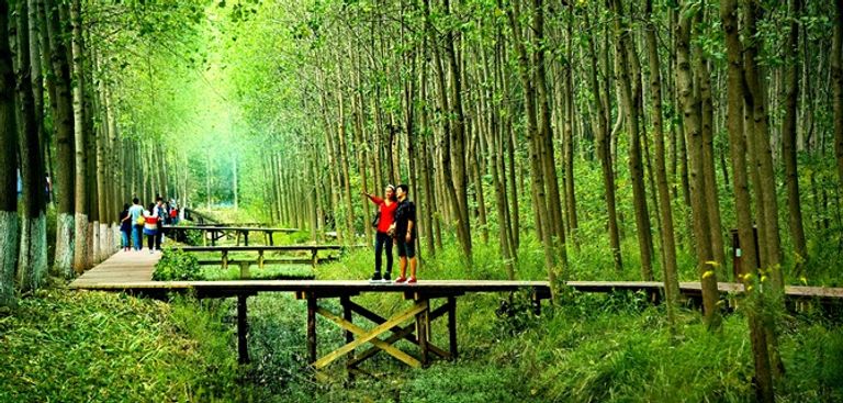 غابات الولايات المتحدة