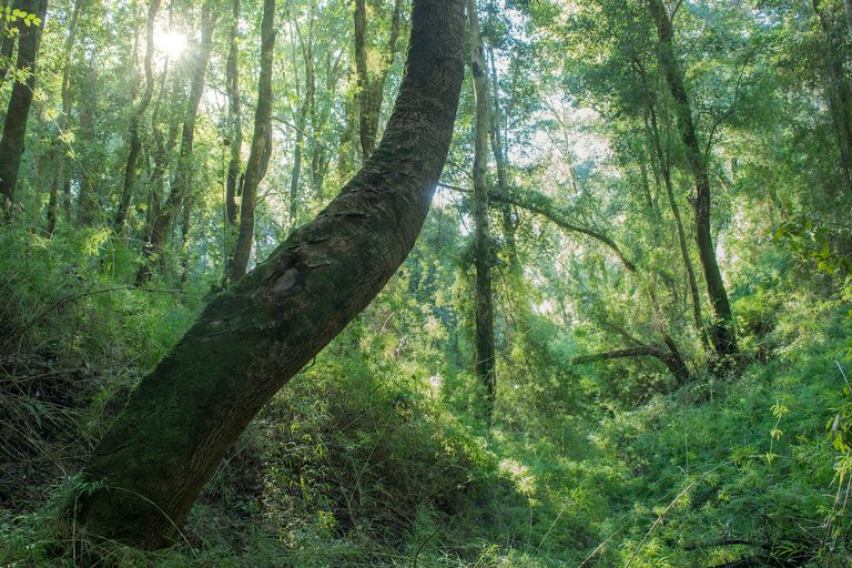 غابات الولايات المتحدة