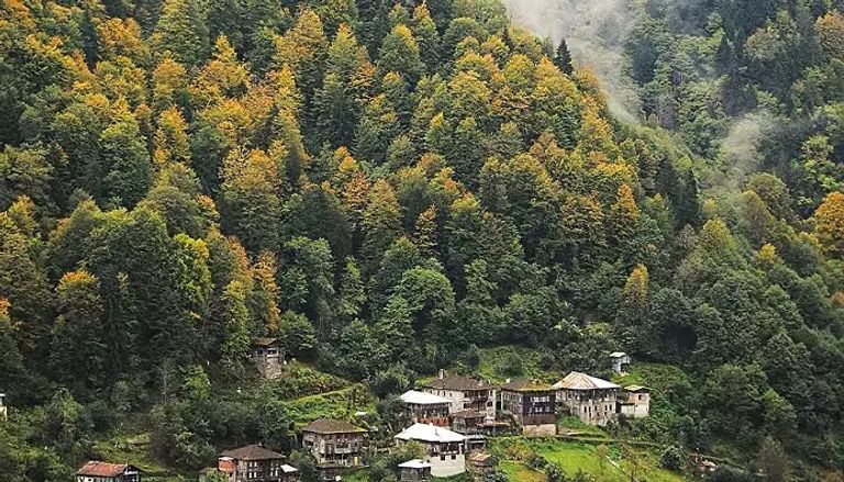 غابات الولايات المتحدة