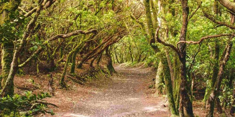 غابات الولايات المتحدة