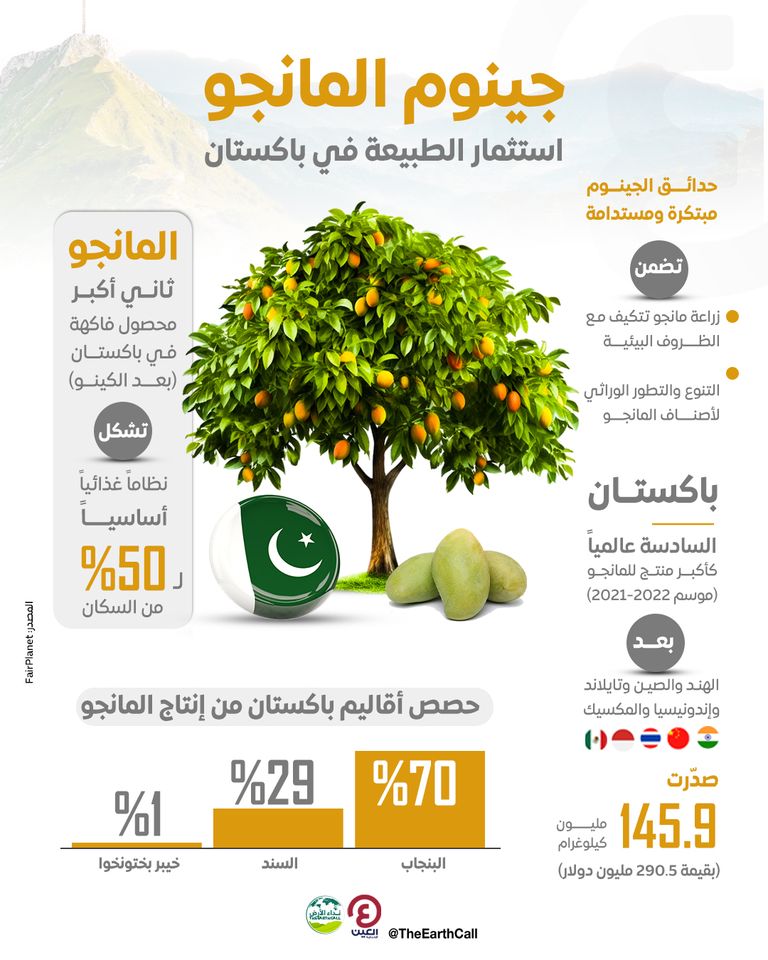 ثمار المانجو - أرشيفية