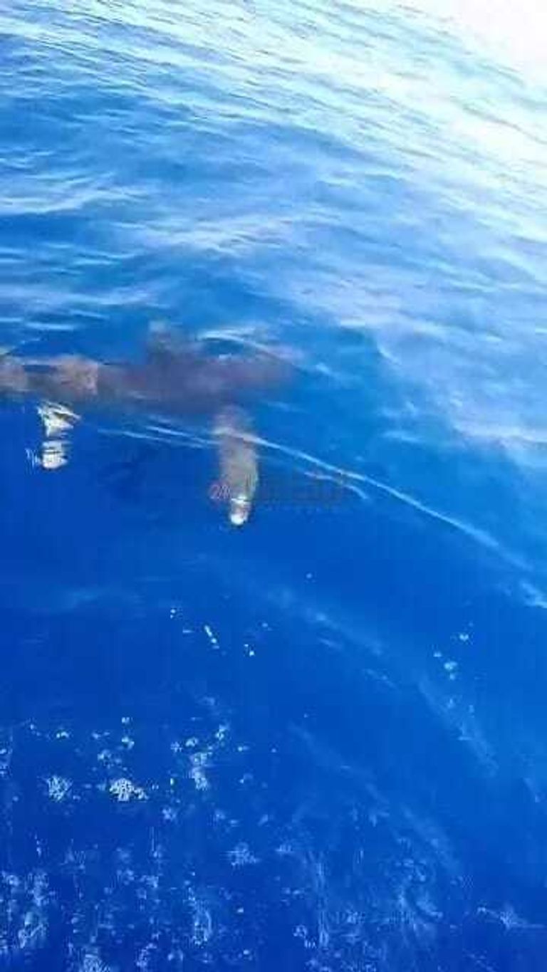 قرش يثير الذعر بمدينة الغردقة المصرية- أرشيفية