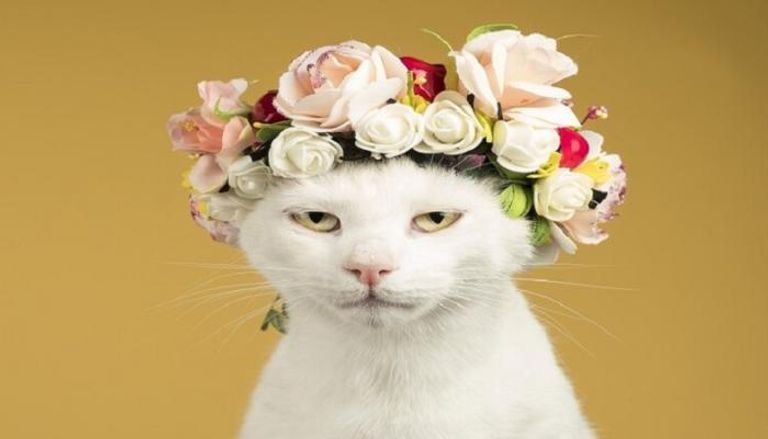 «سوسو».. ملكة جمال القطط 2024 في العراق