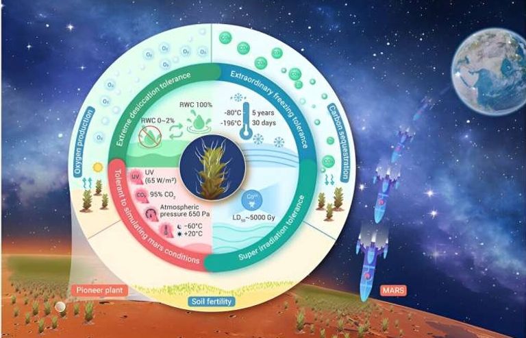 كوكب المريخ