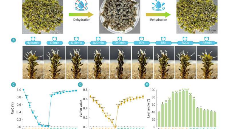 كوكب المريخ