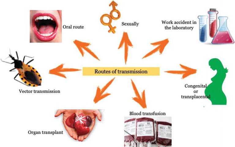 مرض شاغاس ينقله "بق التقبيل"